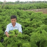 Những người nông dân trồng Đinh lăng tỉ phú ở Nam Định