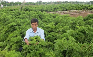 Những người nông dân trồng Đinh lăng tỉ phú ở Nam Định